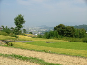 彼岸花咲く「葛城の道」を行く