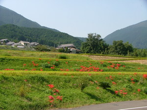 彼岸花咲く「葛城の道」を行く