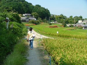 彼岸花咲く「葛城の道」を行く
