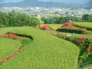 彼岸花咲く「葛城の道」を行く