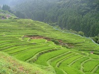 美しき棚田　丸山千枚田