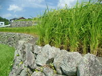 美しき棚田　深野のだんだん田