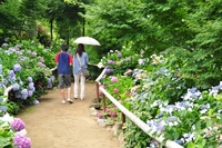 紫陽花迷路　久米寺へ