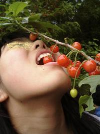 初夏の味覚　収穫です 2008/05/11 22:12:05