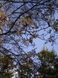 桜　開花？ 2009/03/08 11:33:07