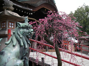 満開　道明寺天満宮