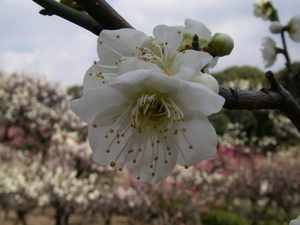 満開　道明寺天満宮