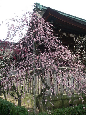 満開　道明寺天満宮