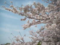 満開　花見日和 2008/04/06 17:49:55