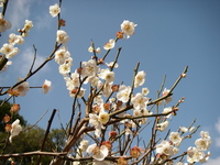 道明寺天満宮　梅満開 2009/02/21 18:21:03