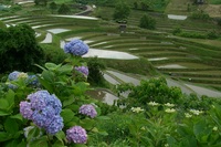 美しき棚田　千早赤坂村