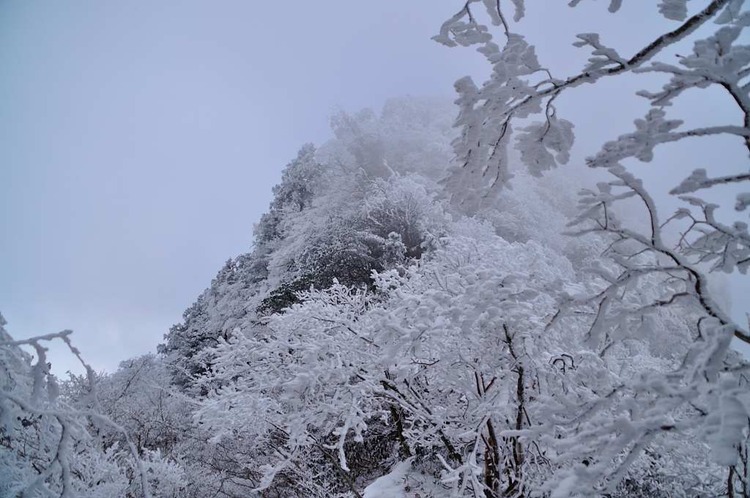 霧氷の華満開の稲村ヶ岳で宝剣探し