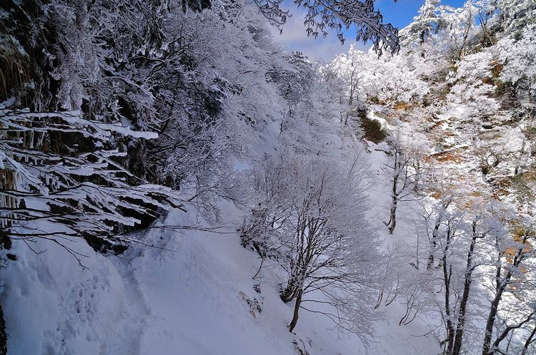 霧氷の華満開の稲村ヶ岳で宝剣探し