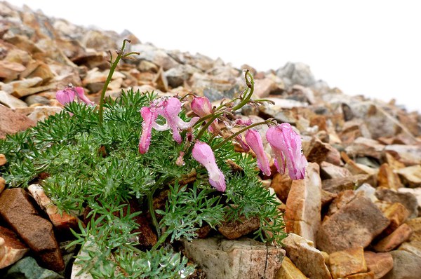 白馬三山は花盛り