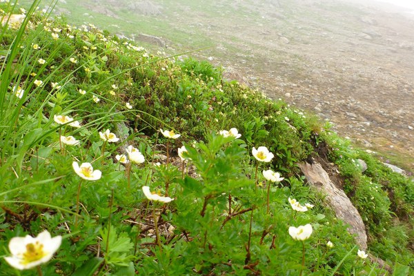 白馬三山は花盛り
