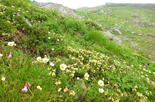 白馬三山は花盛り