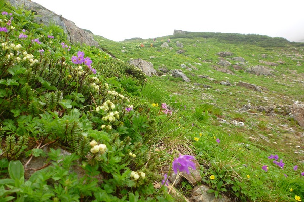 白馬三山は花盛り