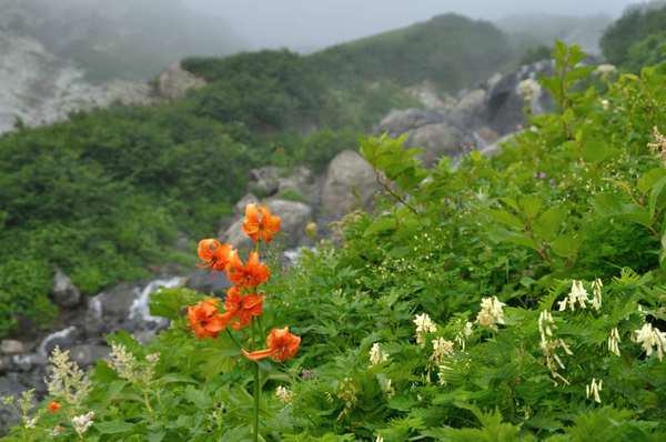 白馬三山は花盛り