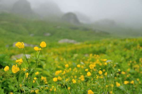 白馬三山は花盛り