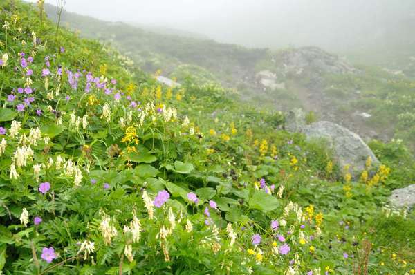 白馬三山は花盛り
