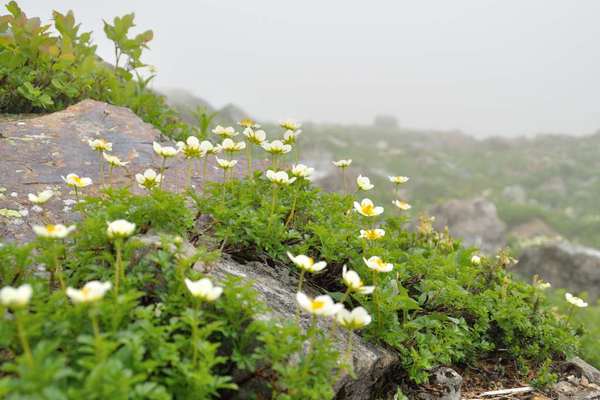 白馬三山は花盛り