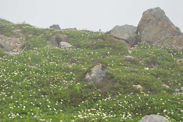 白馬三山は花盛り