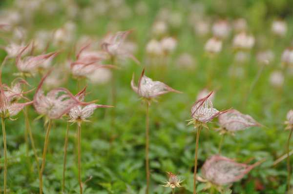 白馬三山は花盛り