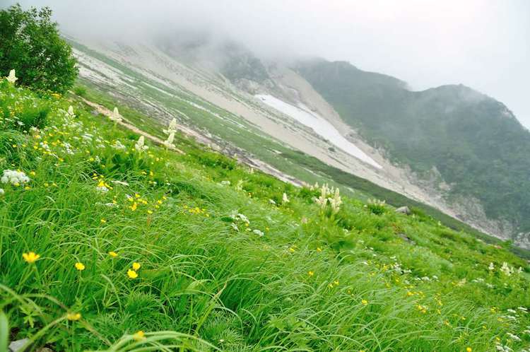 白馬三山は花盛り