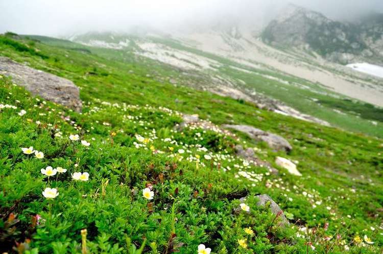 白馬三山は花盛り