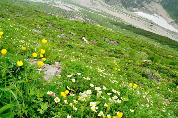 白馬三山は花盛り