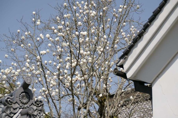 葛城の麓で桜狩り