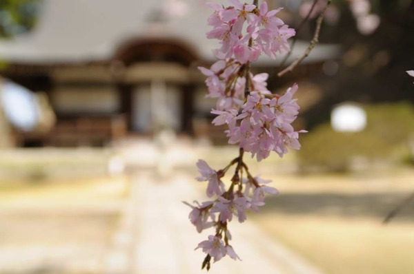 葛城の麓で桜狩り
