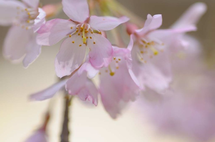 葛城の麓で桜狩り