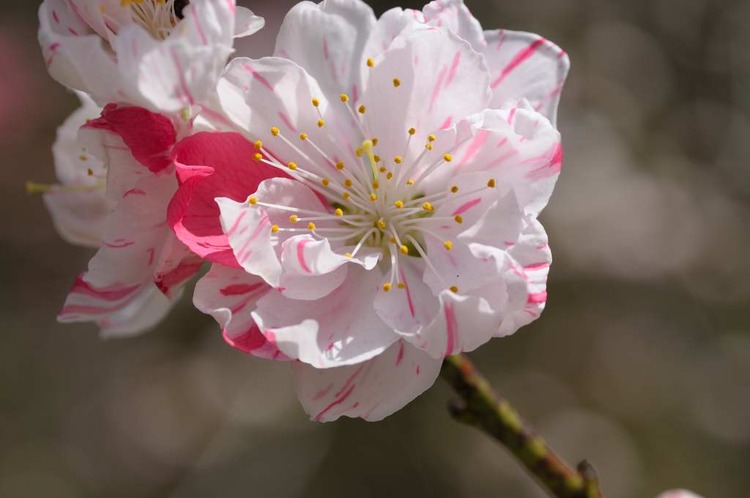 葛城の麓で桜狩り
