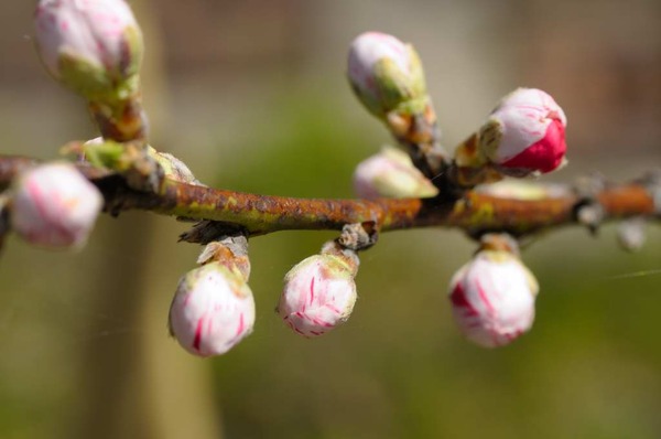 葛城の麓で桜狩り