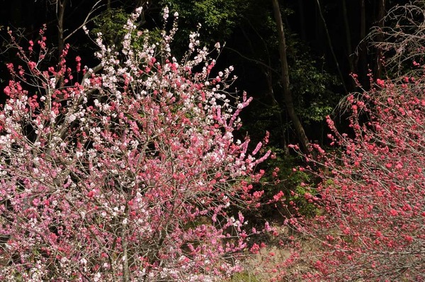 葛城の麓で桜狩り