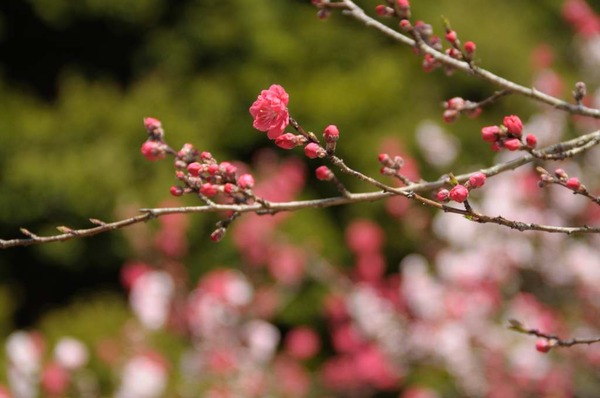 葛城の麓で桜狩り