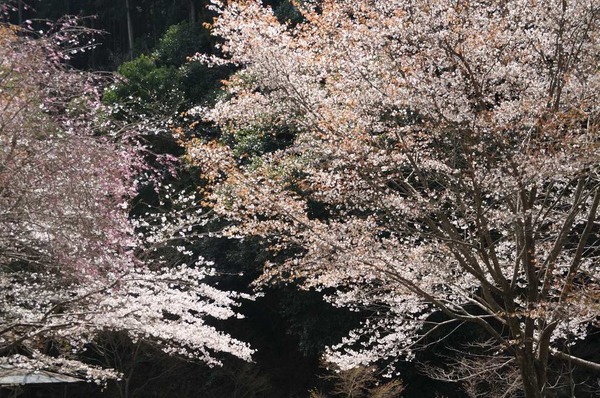 葛城の麓で桜狩り