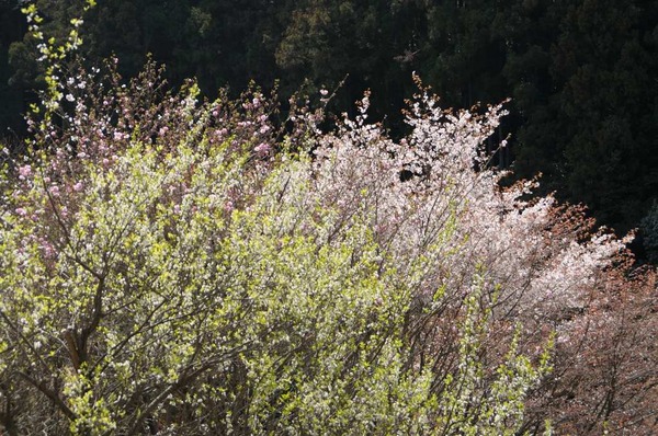 葛城の麓で桜狩り