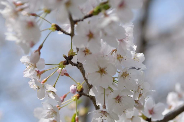 葛城の麓で桜狩り