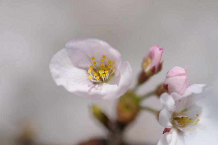 葛城の麓で桜狩り