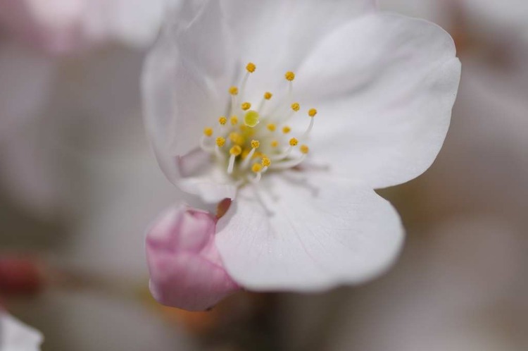 葛城の麓で桜狩り