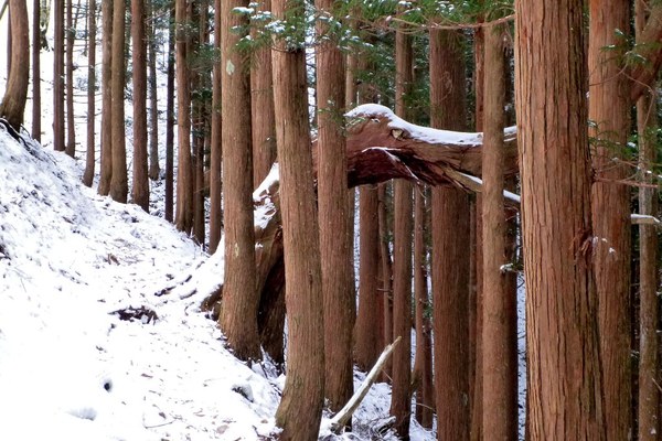 霧氷の華満開の稲村ヶ岳で宝剣探し