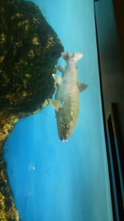 愛すべき魚..... 2011/03/21 21:09:09