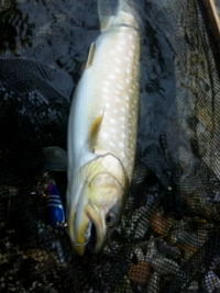 夢の跡｡ 2012/05/06 18:15:54