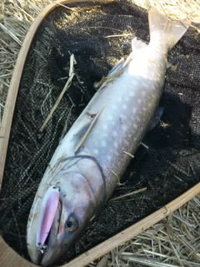 大事な事と大事な者｡ 2011/04/04 00:42:16