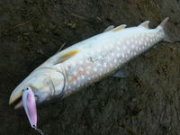 投げ続けるという事｡ 2011/05/10 21:14:31