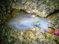 釣りに行く気が・・・