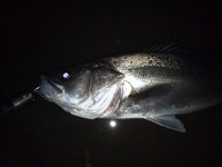 でかいは、うれし～ 2011/11/13 21:08:50