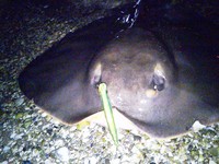 あなた、まだいましたか・・・？ 2011/11/25 18:22:30